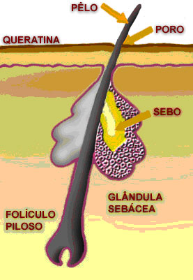 Entenda as causas da acne, cravos e espinhas.